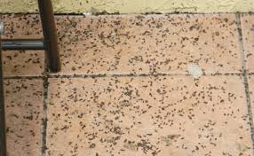 bat colony infestation