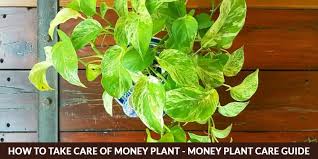 Money Plant Care