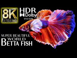super beautiful world betta fish in 8k