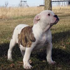 Home of 100% johnson american bulldogs my bulldogs are inside pets , raised with other dogs,cats, and very socialized. I Want An American Bulldog American Bulldog Puppies Bulldog Puppies American Bulldog