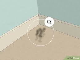 3 ways to get rid of carpet mold wikihow