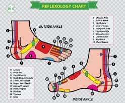 Foot Reflexology Chart Stock Images Page Everypixel