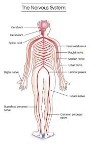 Quizlet is the easiest way to study, practise and master what you're learning. Labeled Picture Of The Nervous System Koibana Info Nervous System Diagram Nervous System Anatomy Nervous System Structure