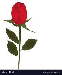 red rose on white background royalty