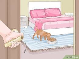4 Ways To Get A Dog To Eat Wikihow