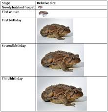How Fast Do The Tiny Toads Grow Ask A Naturalist