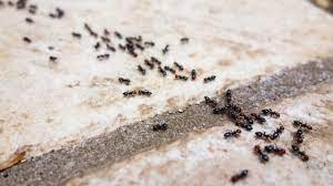 Dreiecksbeziehung zwischen bäumen, ameisen und pilzen. Ameisen Wie Sie Ameisen Im Haus Am Besten Bekampfen Augsburger Allgemeine
