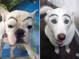dogs with makeup eyebrows 20 pics