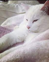 There are a number of cat breeds which have white cats, but these will often have faint spots, points, or markings which does not make them truly white in color. Pin Op A White Felines