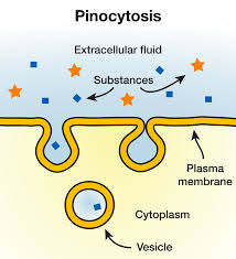 Pinocytosis Wikipedia