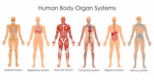 organ systems in humans digestive