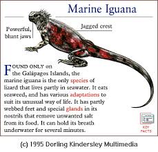 Biogeography Of Marine Iguana