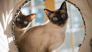 13 facts about siamese cats mental floss