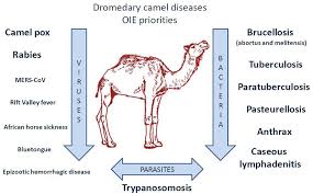 The bactrian camels are shorter and are able to endure varying temperatures than the dromedaries. Frontiers Coxiella Burnetii In Dromedary Camels Camelus Dromedarius A Possible Threat For Humans And Livestock In North Africa And The Near And Middle East Veterinary Science