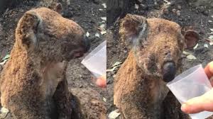 Resultado de imagen para incendios en australia fotos de animales muertos