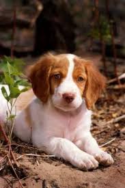 Perfect for hunting or as a companion. Brittany Brittany Spaniel Dog Breed Information Puppies Pictures