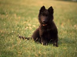 Look at pictures of belgian shepherd puppies who need a home. Researchbreeder Com Find Belgian Sheepdog Puppies For Sale Genetic Testing Done
