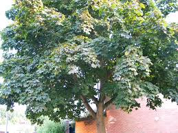 maple acer dutch treeguide at