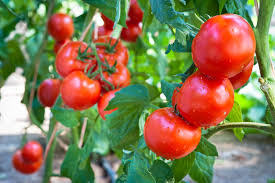 Tomato Plant Development Home Guides Sf Gate