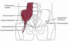 At times an individual might experience pain in more than one area. Psoas Syndrome Overlooked Cause Of Back Hip Groin Pain