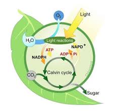 Photosynthesis Coastal Wiki