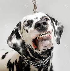 Angry Dalmatian Dog Stock Photo, Picture and Royalty Free Image. Image  36587061.