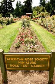 international rose test garden wikiwand