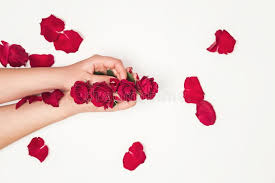 Watercolor flowers hybrid tea roses flowers nature flower painting flower pictures rose flower amazing flowers flowers photography pretty flowers. Flowers Roses In Hands Of Girl Top View Little Red Roses Red Rose Petals On White Background Beauty Fingernail Stock Images Page Everypixel