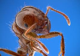 how to get rid of fire ants lawnstarter