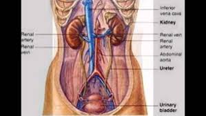 The kidneys are organs that are located in the upper abdominal area against the back muscles on both the left and right side of the body. Where Are The Kidneys Situated In The Body Quora