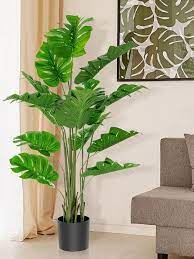 6 Indoor Plants That Can Bring Bad Luck
