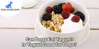 can dogs eat yogurt is yogurt good for