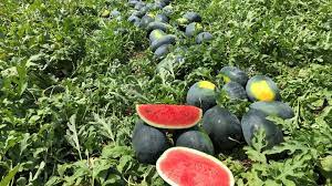 Watermelon Farming Business