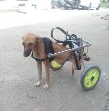 dog mintbowl dog wheelchairs india