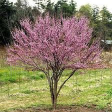 Cercis Canadensis Forest