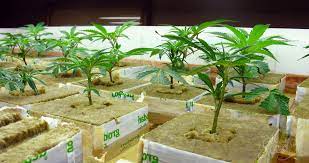 how to grow weed in a hydroponic system