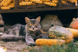 Can Cats Eat Corn? Is It Harmful For Your Kitty?