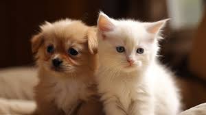 cute funny kitten and puppy background