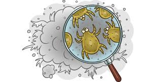 dust mite allergy and treatment options