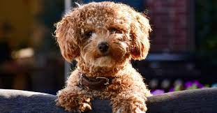 poochon dog breed complete guide a z