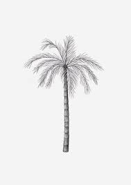 For these drawings i used a regular sketching pencil, though the same principal applies to other mediums as well. Palm Tree Drawing Illustration Ideas How To Draw Palm Tree Harunmudak
