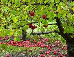 How To Plant An Apple Tree Project