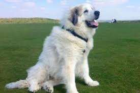 great pyrenees guide exercise needs