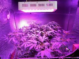 Best 1000w Led Grow Lights Reviews 2020 Roundup