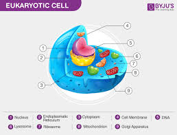 eukaryotic cells definition