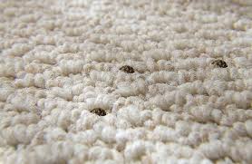 carpet beetle removal from rugs in