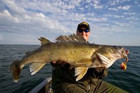 Image result for walleye