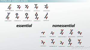 These cannot be made by the body therefore, these are required through our diet or food supplements. What Are Amino Acids Definition Structure Science Class 2021 Video Study Com