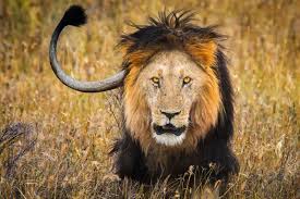 Here's a list of the big 5 & endangered safari animals in africa and the best places to see them. African Safari Animals 34 Photos To Make You Want To Visit Tanzania