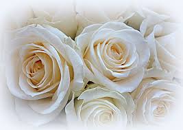 white roses meaning symbolism